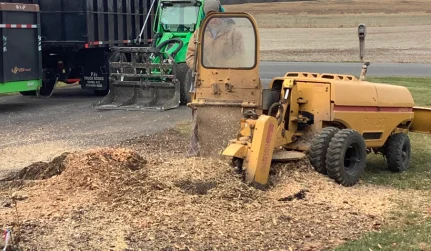 stump grinding